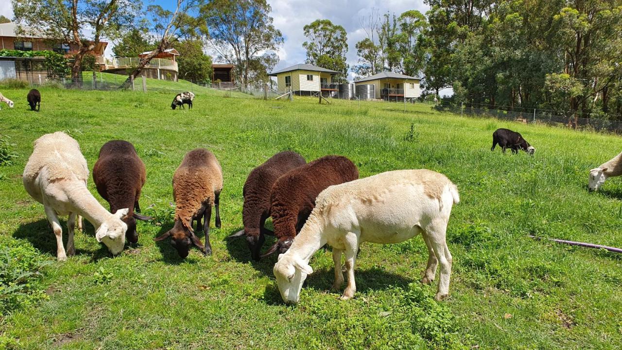 Blueberry Hills On Comleroy Farmstay - Self-Contained Cottages Kurrajong Екстер'єр фото