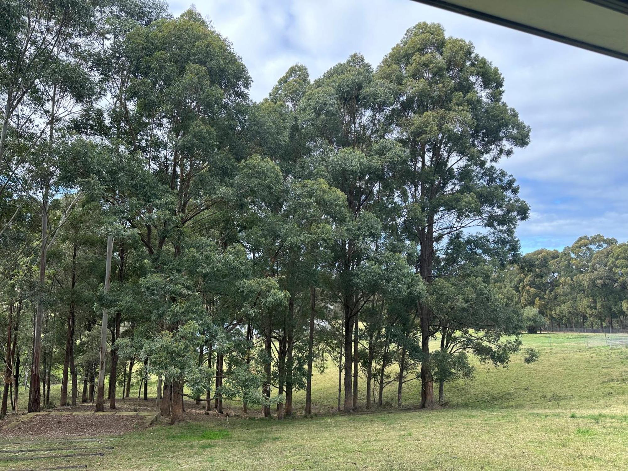 Blueberry Hills On Comleroy Farmstay - Self-Contained Cottages Kurrajong Екстер'єр фото