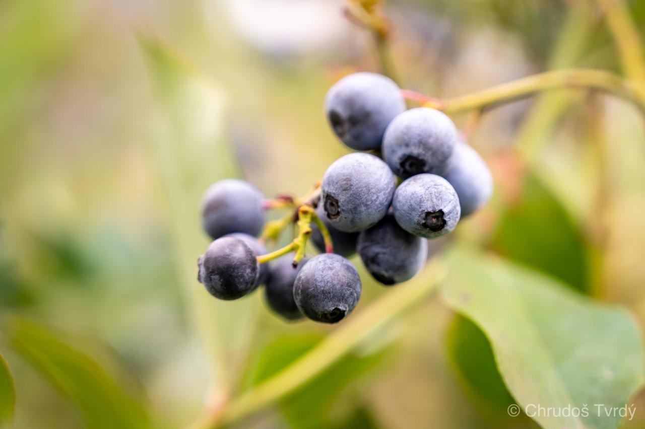 Blueberry Hills On Comleroy Farmstay - Self-Contained Cottages Kurrajong Екстер'єр фото