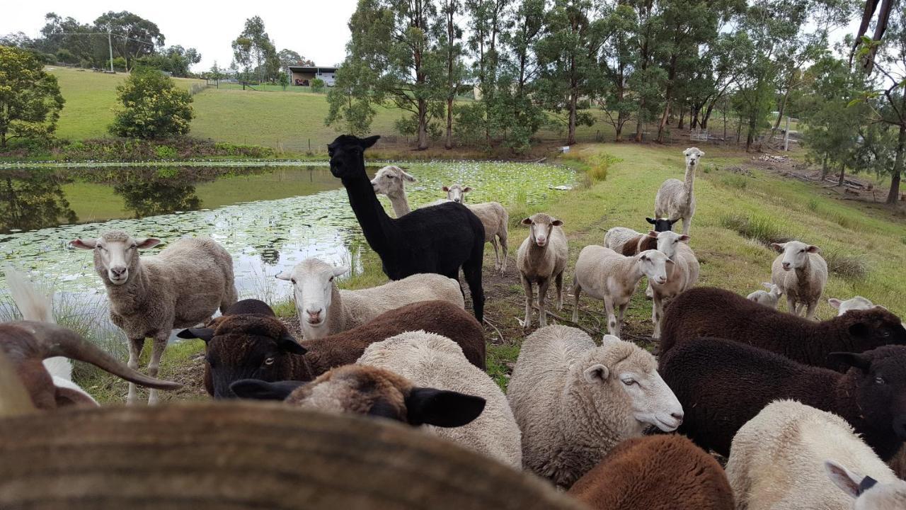 Blueberry Hills On Comleroy Farmstay - Self-Contained Cottages Kurrajong Екстер'єр фото